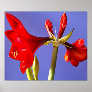 Poster Amaryllis