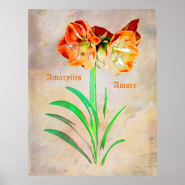 Poster Amaryllis (Devant)