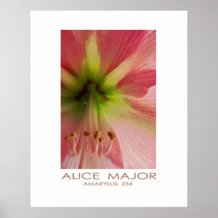 Poster Amaryllis 234