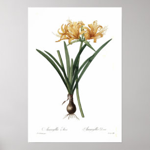 Poster Amaryllis aurea