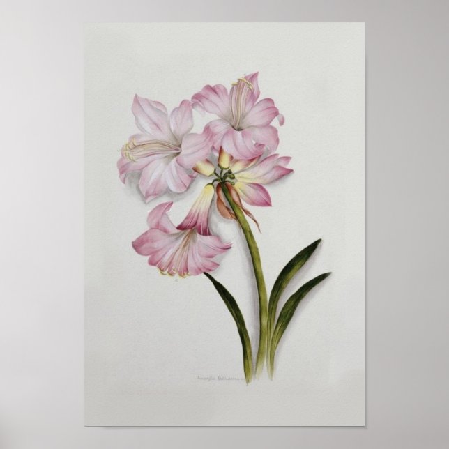 Poster Amaryllis belladonna (Devant)