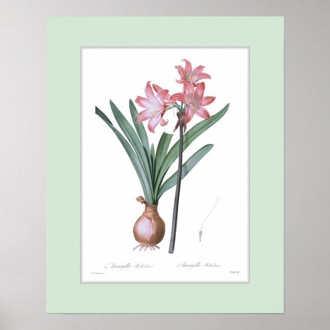 Poster Amaryllis belladonna, Bordure personnalisée (Devant)