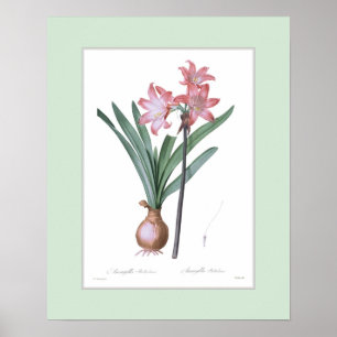 Poster Amaryllis belladonna,Custom border