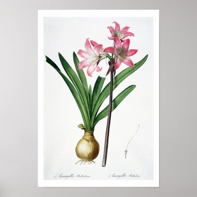 Poster Amaryllis Belladonna, de 'Les Liliacées', engrave (Devant)