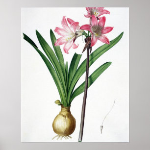 Poster Amaryllis Belladonna, de 'Les Liliacées', engrave