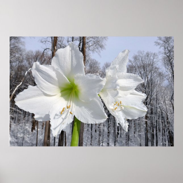 Poster Amaryllis blanc et neige II (Devant)