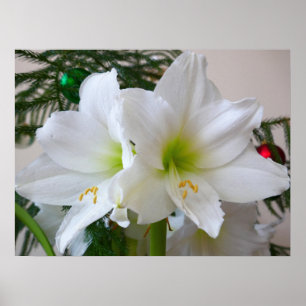 Poster Amaryllis blanche et sapin de Noël