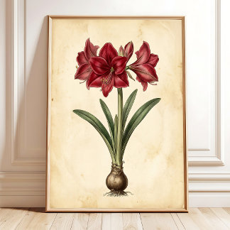 Poster Amaryllis Botanique Toile de Fond Botanique Vintag