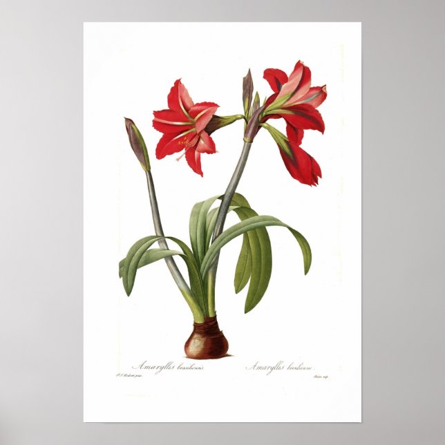 Poster Amaryllis brasiliensis (Devant)