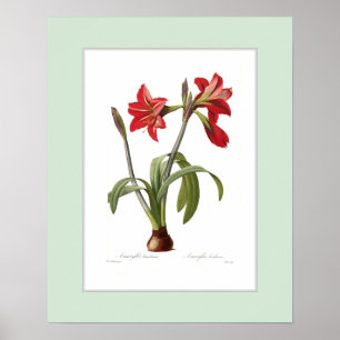 Poster Amaryllis brasiliensis,Custom border