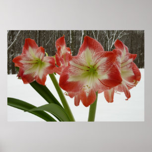 Poster Amaryllis en Fête Rouge Neige Hiver Floral