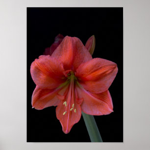 Poster Amaryllis en noir