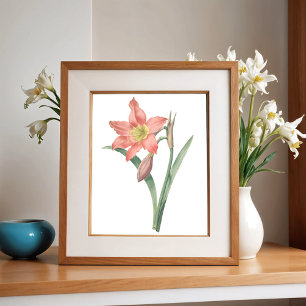 Poster Amaryllis Equestre, Fleur Vintage Botanique