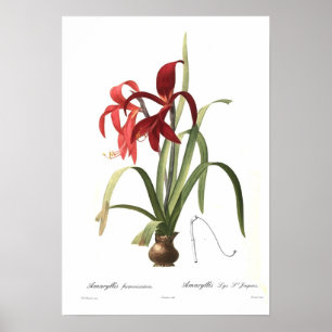 Poster Amaryllis formosissima