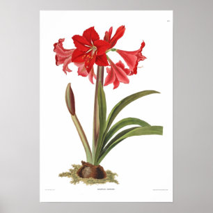 Poster Amaryllis johnsoni