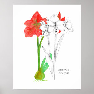 Poster Amaryllis Langue des Fleurs Art Plante Botanique