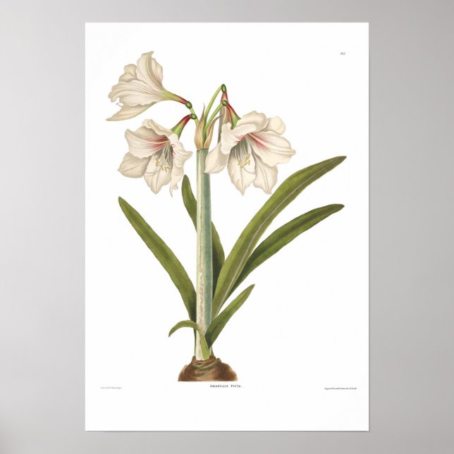 Poster Amaryllis picta (Devant)
