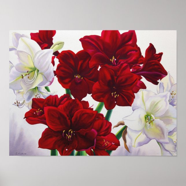 Poster Amaryllis rouge et blanc 2008 (Devant)