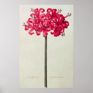 Poster Amaryllis Sarniensis, ou narcisse