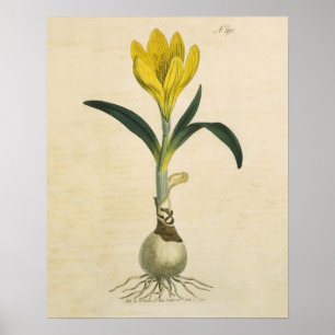 Poster Amaryllis Tulip Jardin Botanique Fleur
