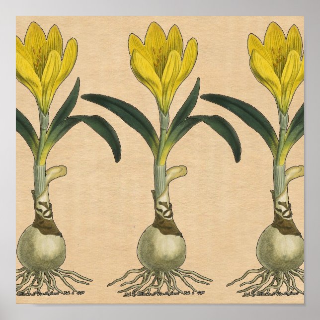 Poster Amaryllis Tulip Jardin Botanique Fleur (Devant)