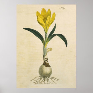 Poster Amaryllis Tulip Jardin Botanique Fleur