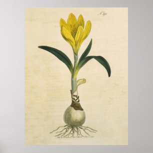 Poster Amaryllis Tulip Jardin Botanique Fleur