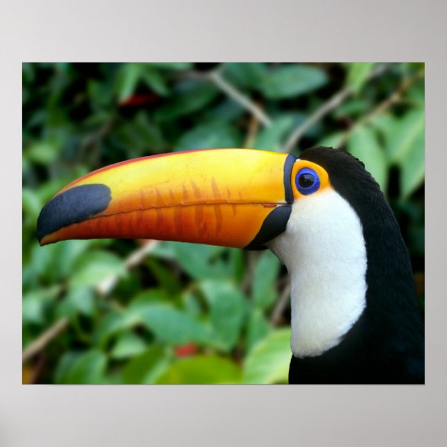 Poster Amazonie, Brésil. Toucan à bec jaune avec blanc (Devant)