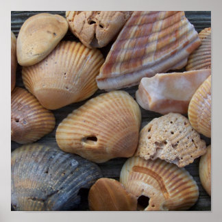 Poster Amber Sea Shells
