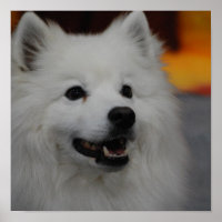 Poster américain Eskimo Dog