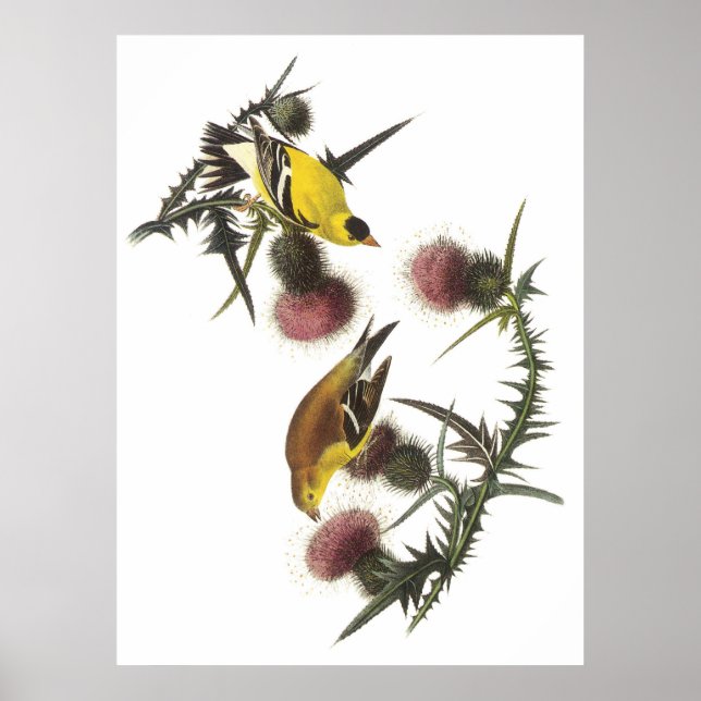 Poster Américain Goldfinch (Devant)