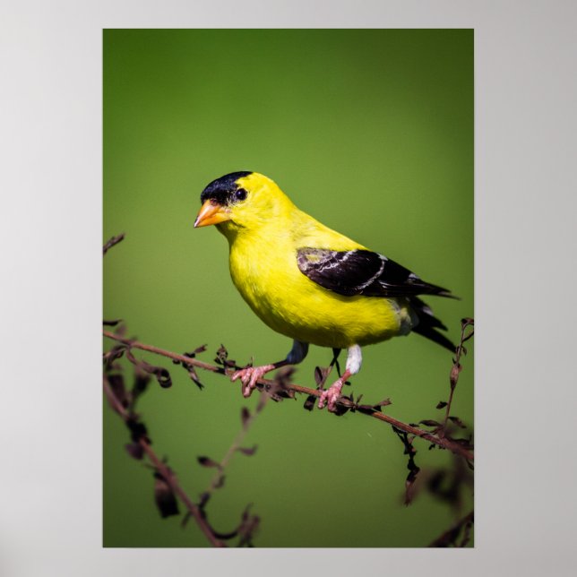Poster américain Goldfinch (Devant)