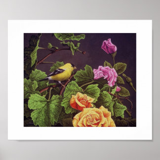 Poster Américain Goldfinch