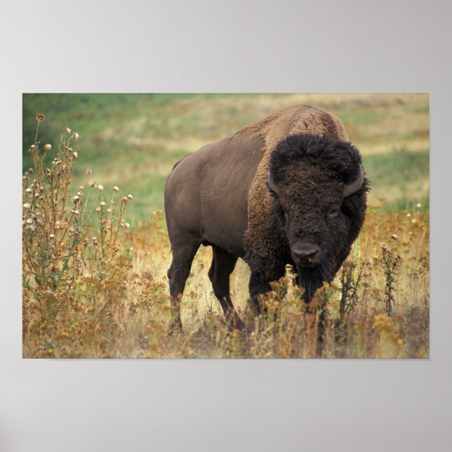 Poster American Bison (Devant)