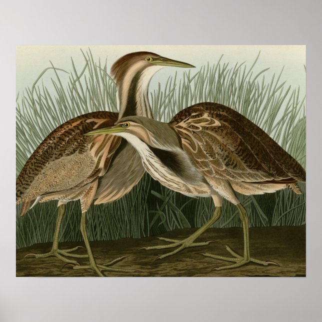 Poster American Bittern (Devant)