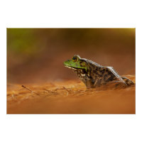 American Bullfrog assis sur des aiguilles de pin