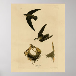 Poster American (Chimney) Swift Audubon, Birds of America