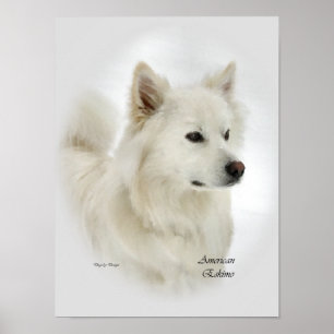 Poster American Eskimo Dog Art Prints