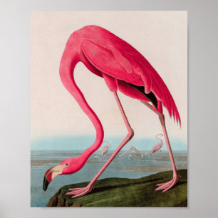 Poster American Flamant rose Birds of America Audubon Imp