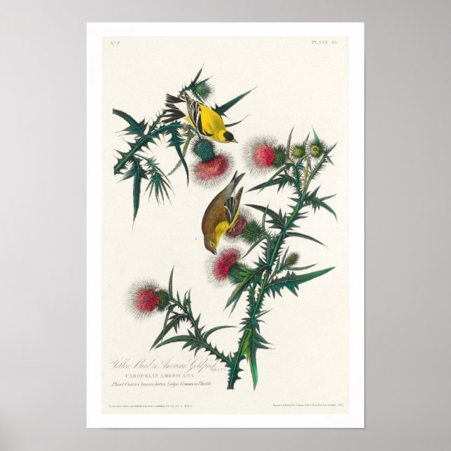 Poster American Goldfinch par Audubon (Devant)