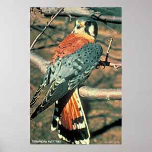 Poster American Kestrel