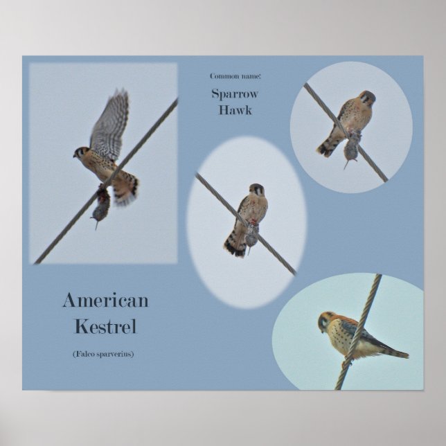 Poster American Kestrel (Falco sparverius) Articles Impri (Devant)
