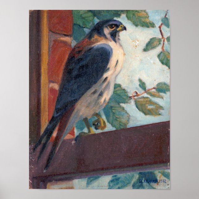 Poster American Kestrel - Kulhanek Wildlife (1942) (Devant)