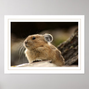Poster American Pika
