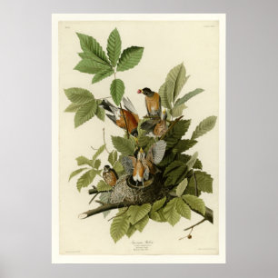 Poster American Robin