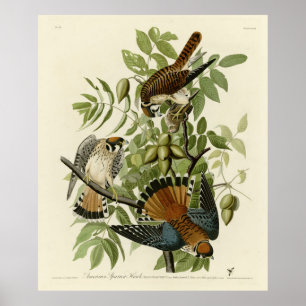 Poster American Sparrow Hawk - Audubon's Birds of America
