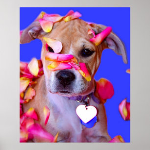 Poster American Staffordshire Terrier Boxer Mix Chien Chi