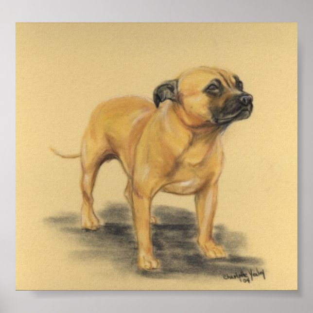 Poster "American Staffordshire Terrier" Chien Art Imprime (Devant)