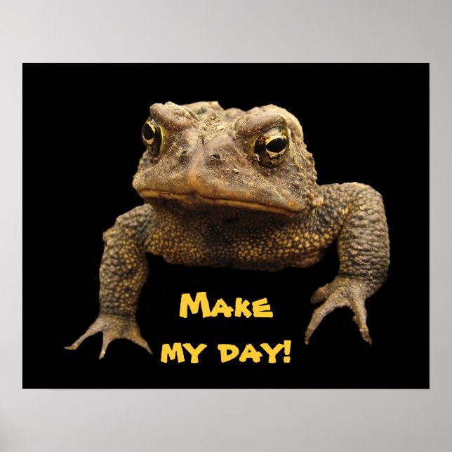 Poster American Toad (Devant)