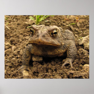 Poster American Toad